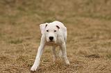 DOGUE ARGENTIN 159